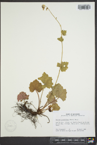Tellima grandiflora image