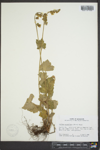 Tellima grandiflora image