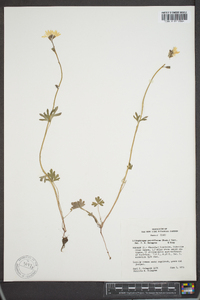 Lithophragma parviflorum image