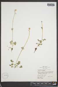 Tellima tenella image