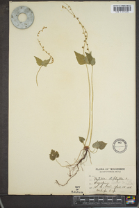 Mitella diphylla image