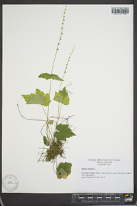 Mitella diphylla image