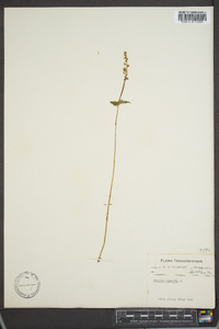 Mitella diphylla image