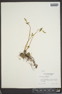 Mitella diphylla image