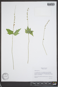 Mitella diphylla image