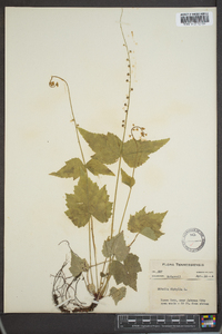 Mitella diphylla image