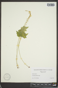 Mitella diphylla image