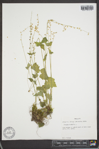 Mitella diphylla image