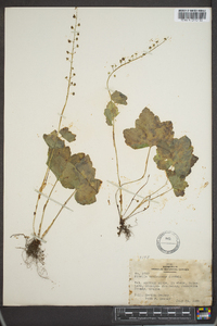 Mitella caulescens image