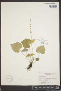 Mitella diphylla image