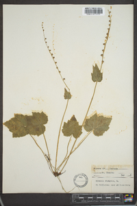 Mitella diphylla image