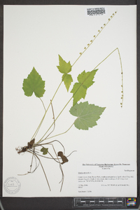 Mitella diphylla image