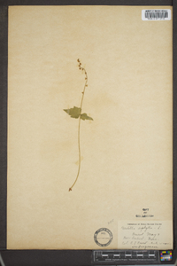 Mitella diphylla image