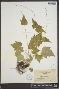 Mitella diphylla image