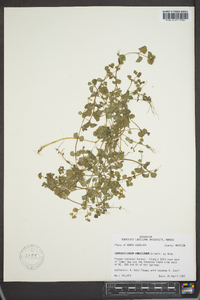 Chrysosplenium americanum image