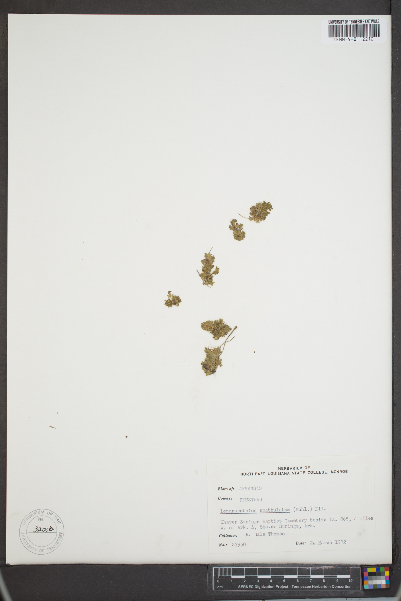Lepuropetalon spathulatum image