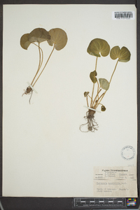 Parnassia asarifolia image