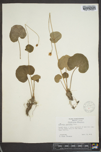 Parnassia asarifolia image