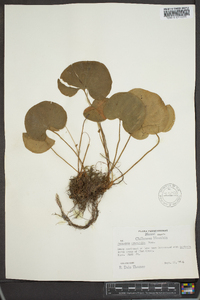 Parnassia asarifolia image