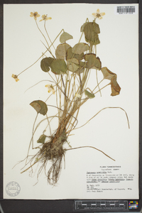 Parnassia asarifolia image