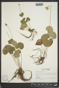 Parnassia asarifolia image