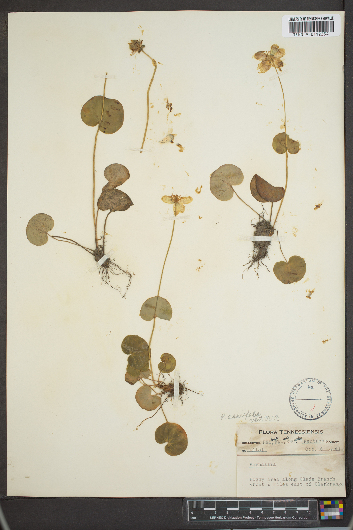 Parnassia asarifolia image
