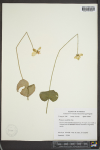 Parnassia asarifolia image