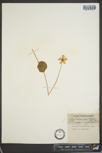 Parnassia asarifolia image