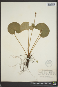 Parnassia asarifolia image