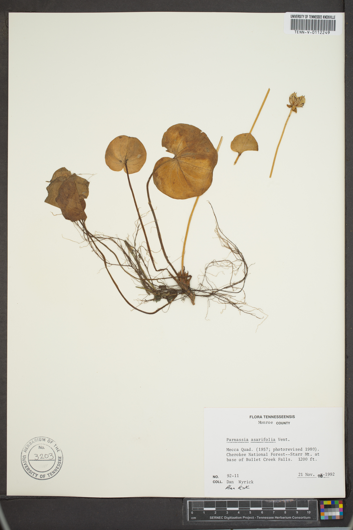 Parnassia asarifolia image