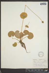 Parnassia asarifolia image