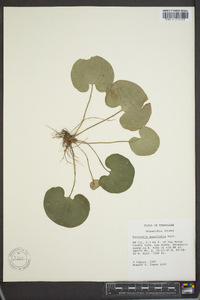 Parnassia asarifolia image