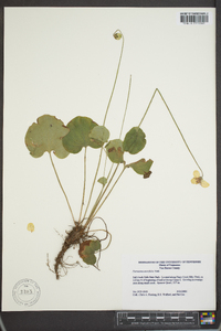 Parnassia asarifolia image