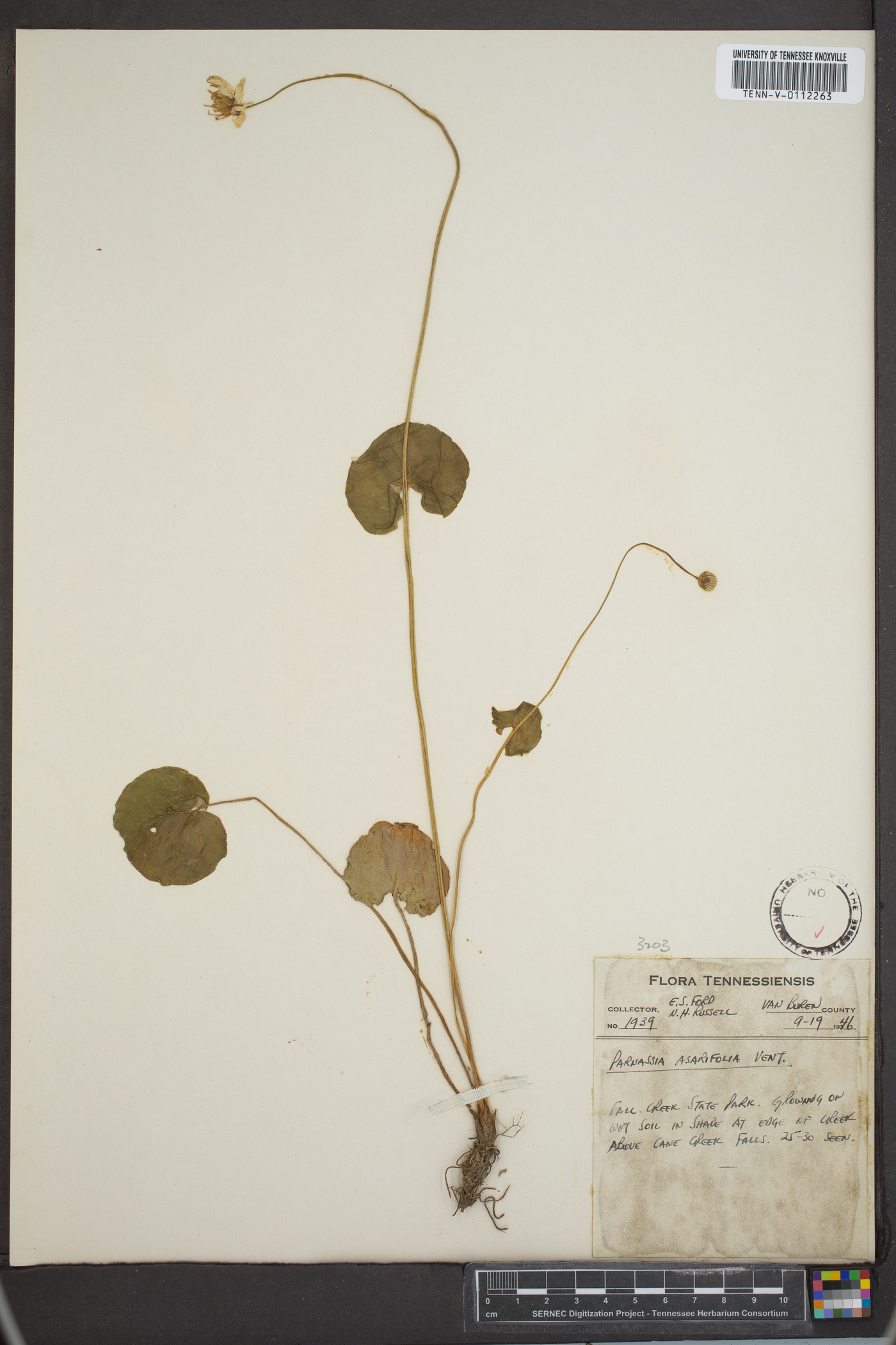 Parnassia asarifolia image