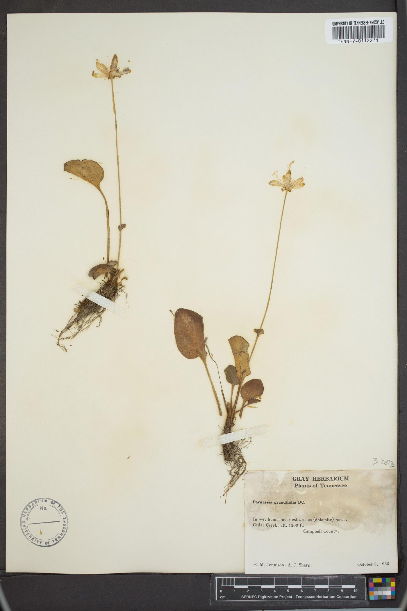 Parnassia grandifolia image