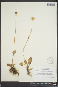 Parnassia grandifolia image