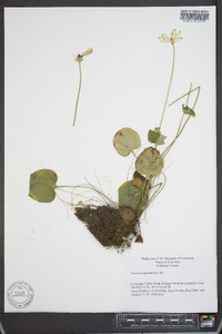 Parnassia grandifolia image