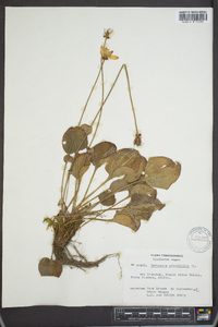 Parnassia grandifolia image