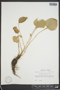 Parnassia grandifolia image