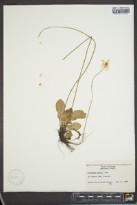 Parnassia glauca image