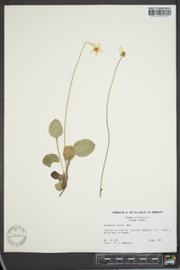 Parnassia glauca image