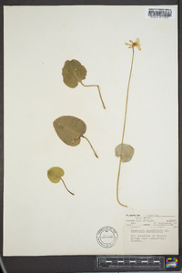 Parnassia grandifolia image