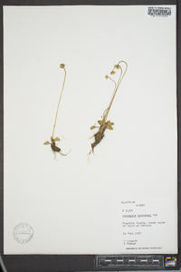 Parnassia kotzebuei image