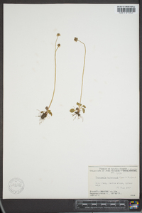 Parnassia kotzebuei image