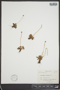 Parnassia kotzebuei image