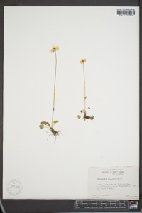 Parnassia palustris image