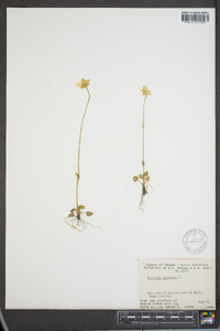 Parnassia palustris image