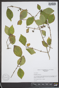 Philadelphus hirsutus image