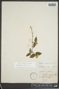 Philadelphus hirsutus image