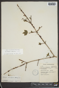 Philadelphus hirsutus image